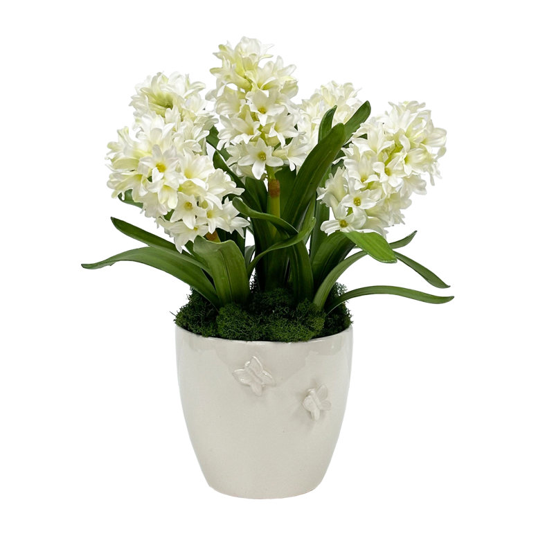 HYACINTH DANS UN CACHE POT