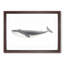 Blue Whale by C.M. Scammon - Framed Print-57844589-57844590