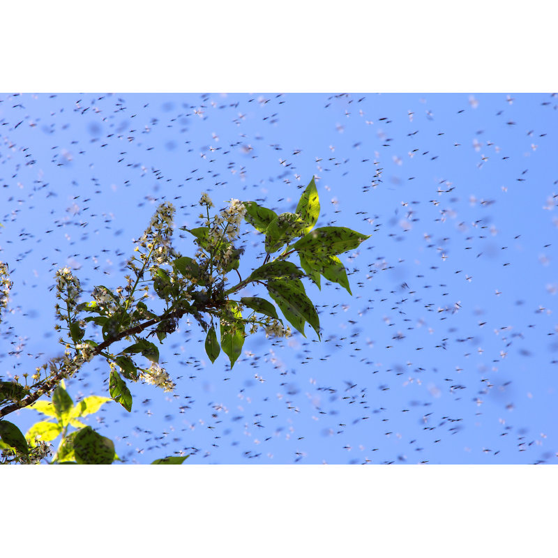 Swarm of Mosquitos by Dmitry_7, 20" H x 30" W