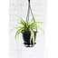 Live Spider Plant in Hanging Pot