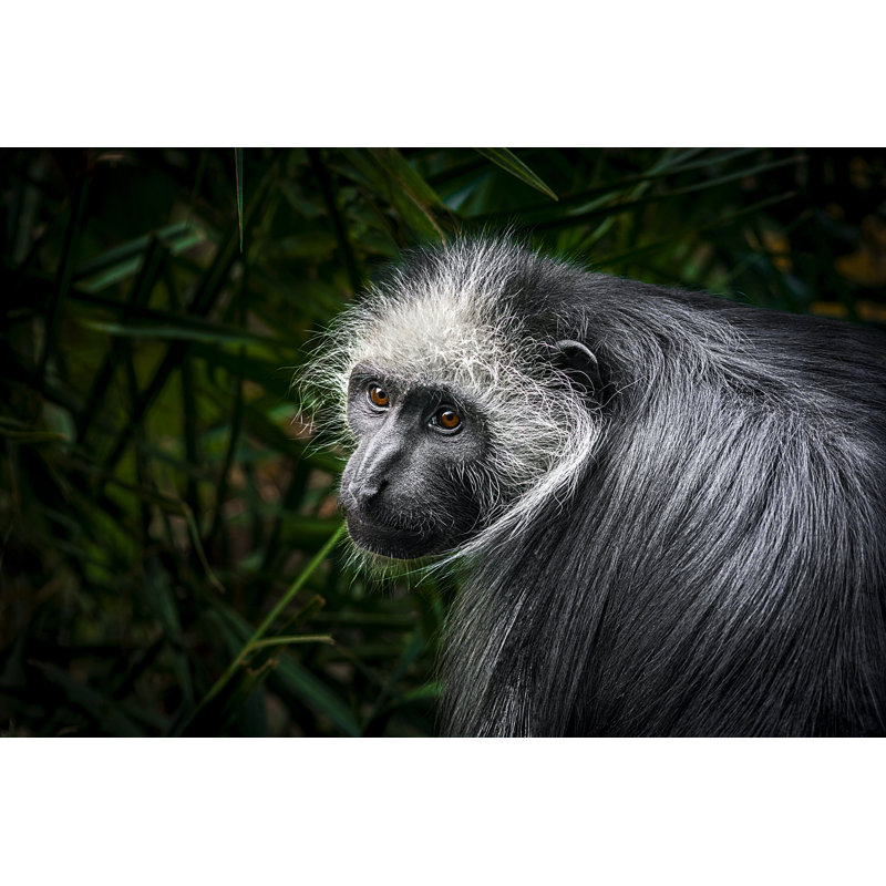 Monkey Portrait - Wrapped Canvas Print, 51cm H x 76cm W x 3.8cm D