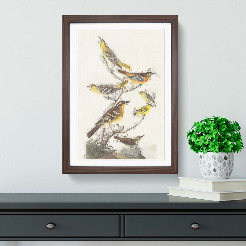 A Collection of Birds by John Audubon - Framed Print, 33cm H x 24cm W x 2cm D, Walnut Framed