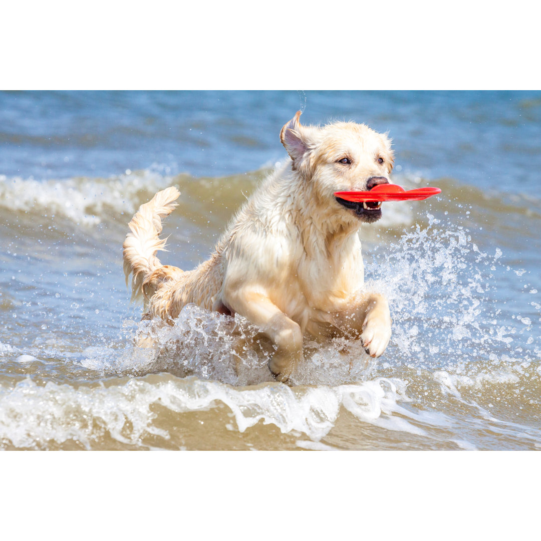 Golden Retriever - Wrapped Canvas Print