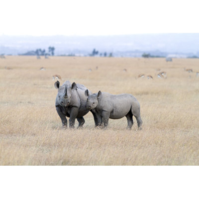 Black Rhinoceros by Angelika