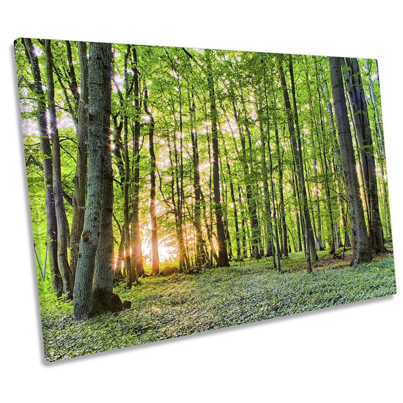 Forest Trees Sunrise - Wrapped Canvas Print, 40.6cm H x 61cm W