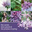 Bougie parfumée Signature Lilac Blossoms-70790293
