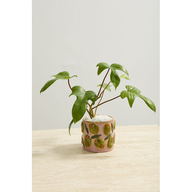 Pot Cucina 5,25 po x 4,5 po