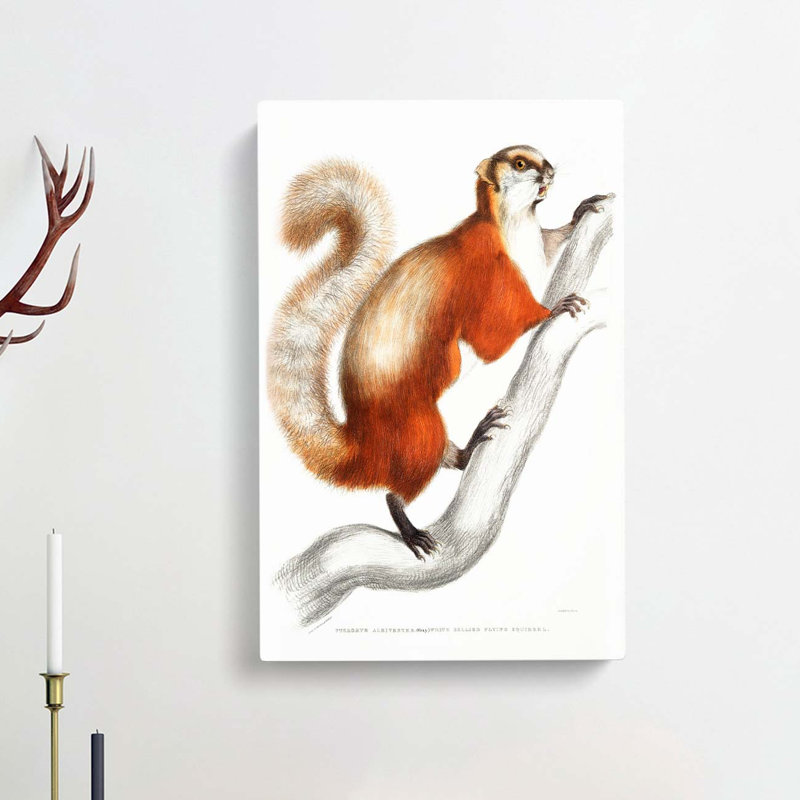 White Bellied Flying Squirrel Illustration by John Edward Gray - Wrapped Canvas, 76cm H x 50cm W x 3cm D