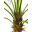 150cm Faux Palm Tree in Pot