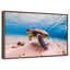Tortue de sable-1773042680-1773042661