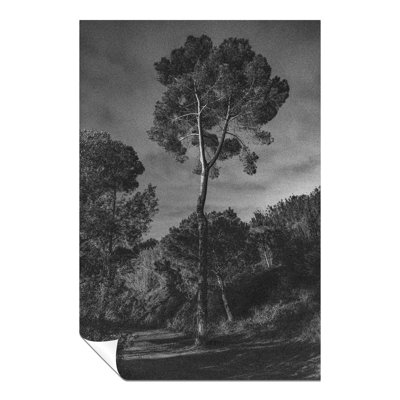 Forest Trees Under A Dark Night Sky - No Frame Print