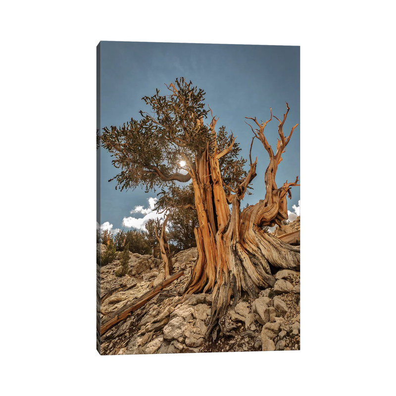 Usa, Eastern Sierra, White Mountains, Bristlecone Pines by John Ford - Wrapped Canvas Print, 66.04cm H x 45.72cm W x 1.91cm D