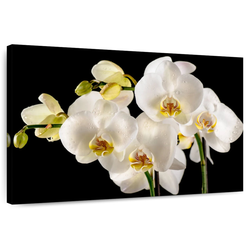 Fleurs d'orchidée blanches fraîches Harnek, H 34 po x l 51 po