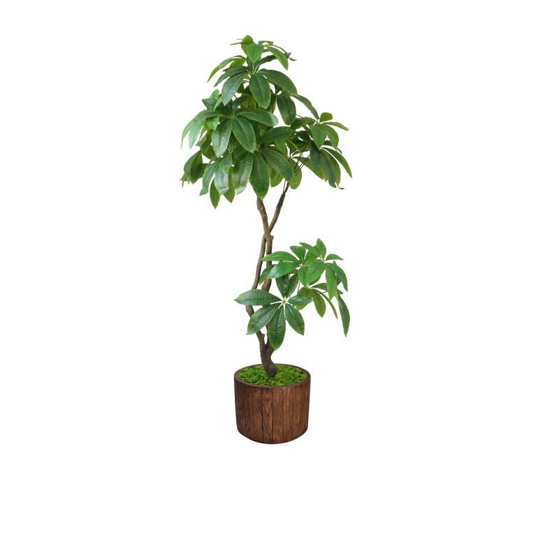 Pachira artificiel en pot 77 po Panama