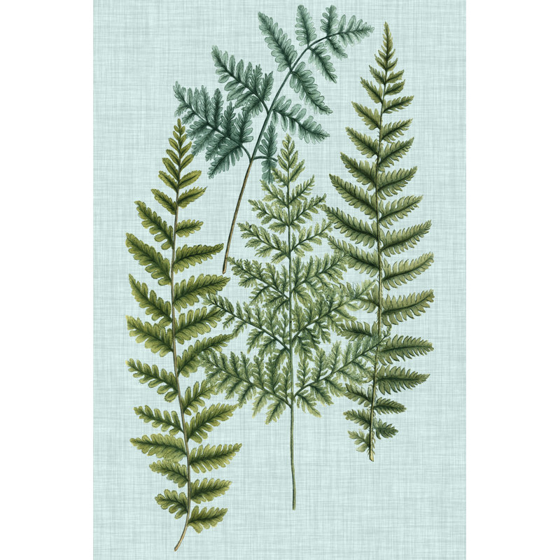 'Spa Ferns II' by Weinmann - Wrapped Canvas Graphic Art Print, Wrapped Canvas, 30cm H x 20cm W