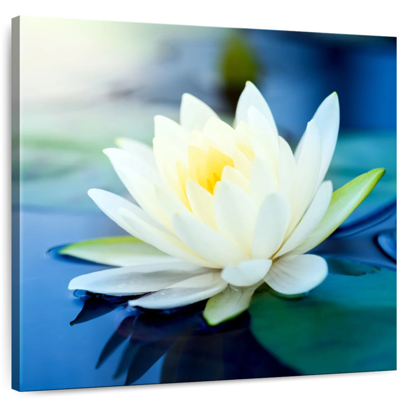 Harnek Lotus Splendor