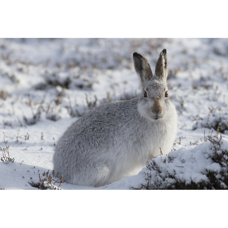 Mountain Hare by Gannet77 - No Frame Print on Canvas, 20cm H x 30cm W