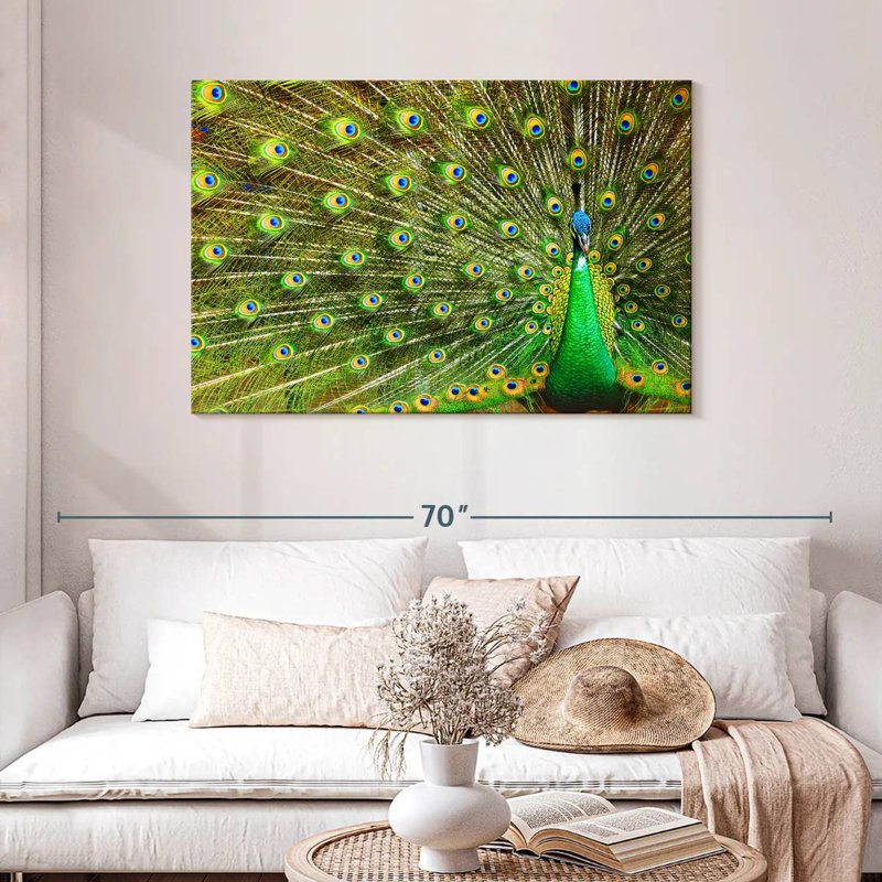 Brampt exhibant des plumes de paon, H 30 po x l 45 po
