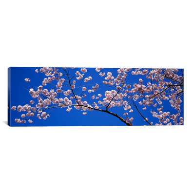 « cerises fleuries washington, d. c », reproduction de photo sur toile