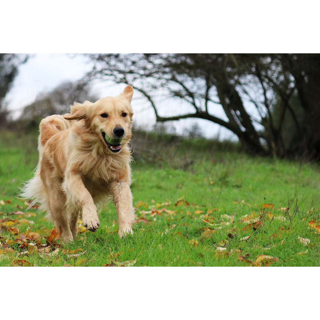 Leinwandbild Golden Retriever-Hund in einem Feld mit einem Ball in den Mund von HollyAA