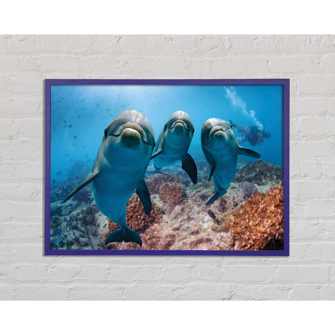 Gerahmtes Bild Inquisitive Dolphin Trio