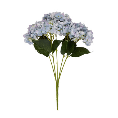 Anastasija Arrangement