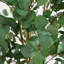 96 plantes