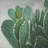 Paddle cactus - 32"x32" art on canvas