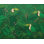 Emerald Canopy