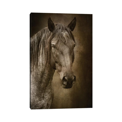 " Black Horse " by Rhonda Thompson