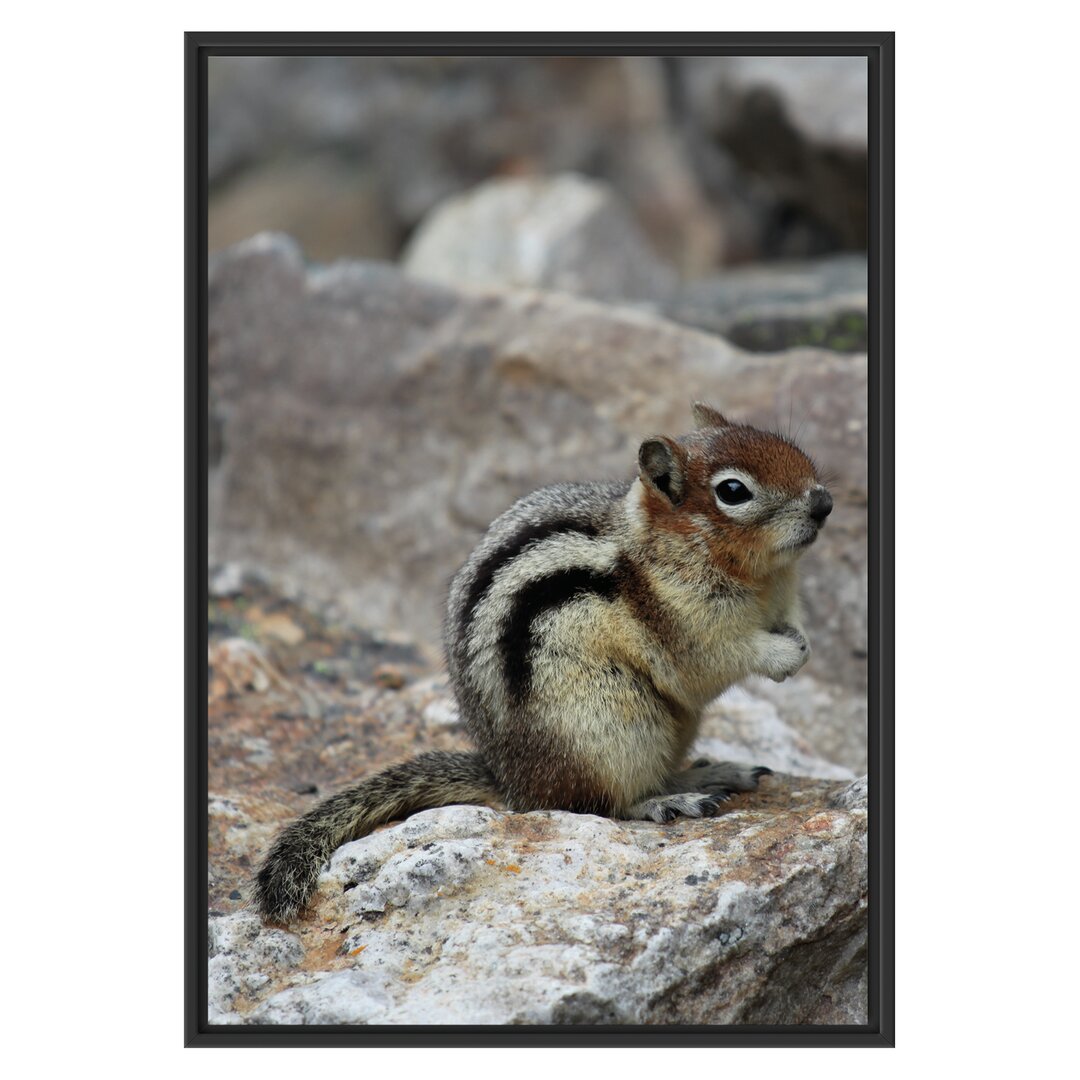 Gerahmtes Holzbild Shy Chipmunk