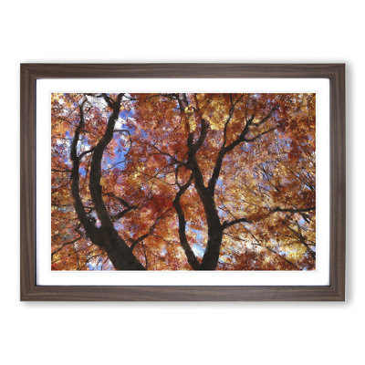 Maple Tree Vol.2 - Framed Print
