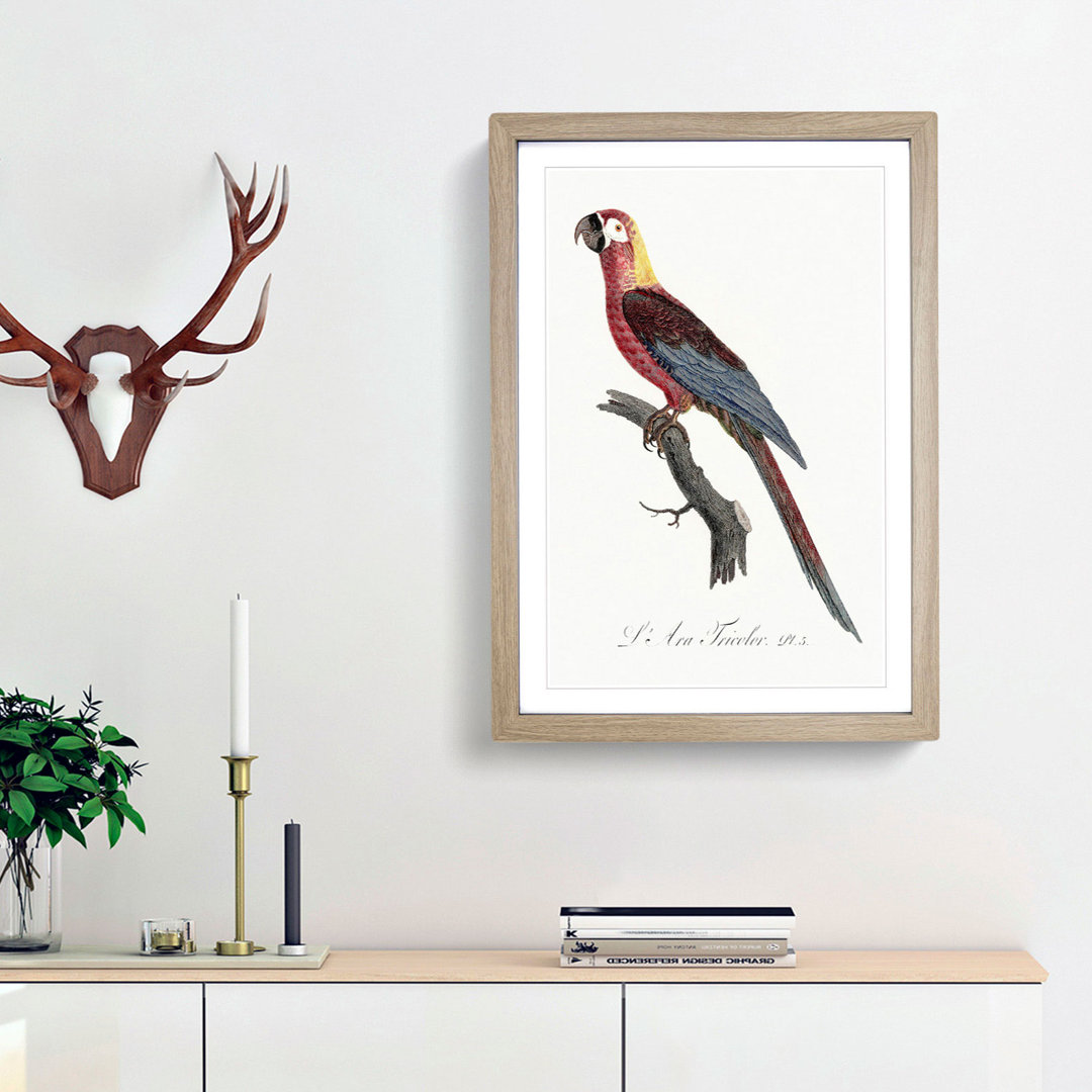 Cuban Macaw Parrot by F. Levaillant - Framed Print