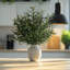 4 PCS Fake Olive Tree Branches Faux Olive Branches for Vase 37 inch Long Stems Artificial Greenery Stems Bulk Green Leaves Plant Twigs Decor