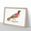 Pennant's Horned Pheasant by John Edward Gray - Picture Frame Painting Print-55739196-55739197