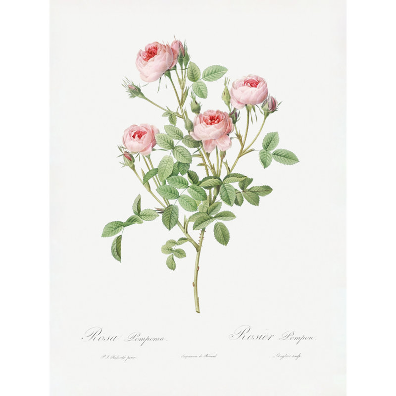 Wrapped Canvas Print, 76.2cm H x 50.8 cm W