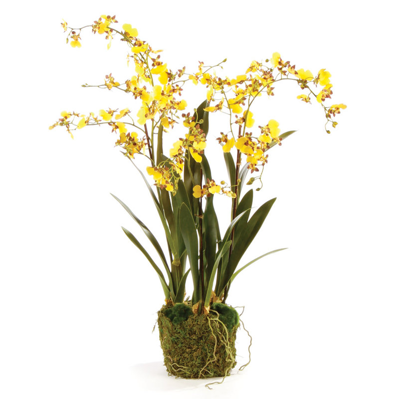 Conservatory Dancing Orchid Drop in Plant