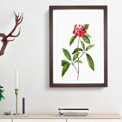 Mountain Laurel Tree Flowers by Pierre-Joseph Redoute - Picture Frame Painting Print