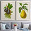 Antique Fruit VI - ensemble de 2 reproductions d'art sur toile-1486539649-1486539654
