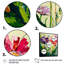 Fleurs sauvages rouges et mauves - reproduction sur toile-87369433-87369436