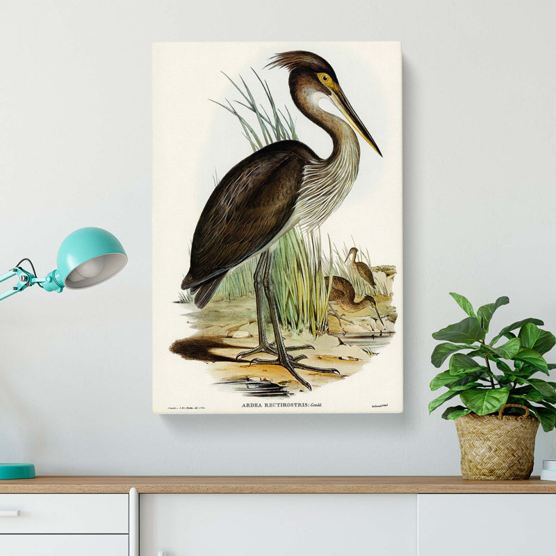 Great-Billed Heron by Elizabeth Gould - Wrapped Canvas Painting, 76cm H x 50cm W x 3cm D