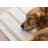 Wum Striped Machine Woven Polypropylene Area Rug in Beige/Cream-1217080333-1246908085