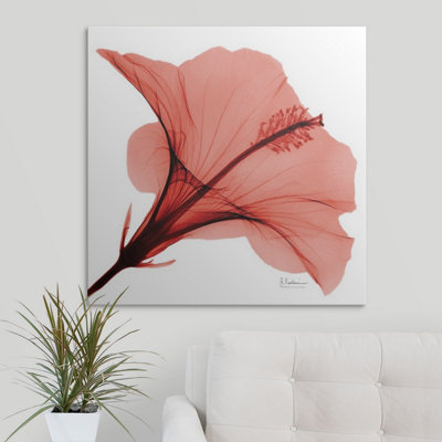«Manigault», Hibiscus X-Ray par Kiranjit, reproduction de photo