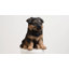  10" German Shepherd Puppy Statue