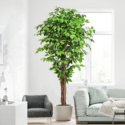 180cm Plant