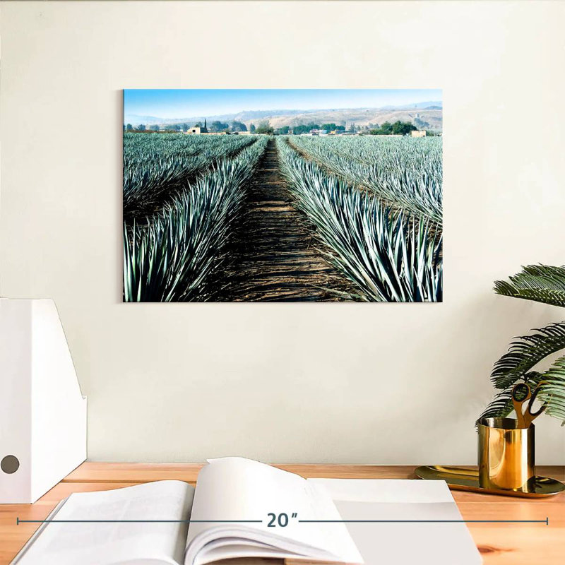 Agave Alvord Farm, H 8 po x l 12 po