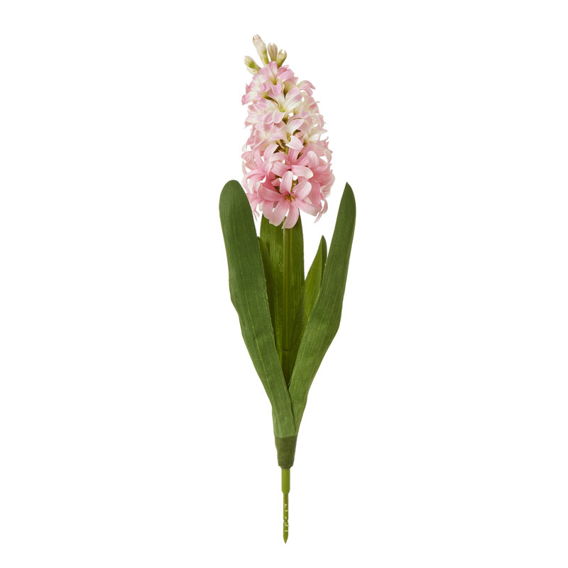 Hyacinth Stem, Pink