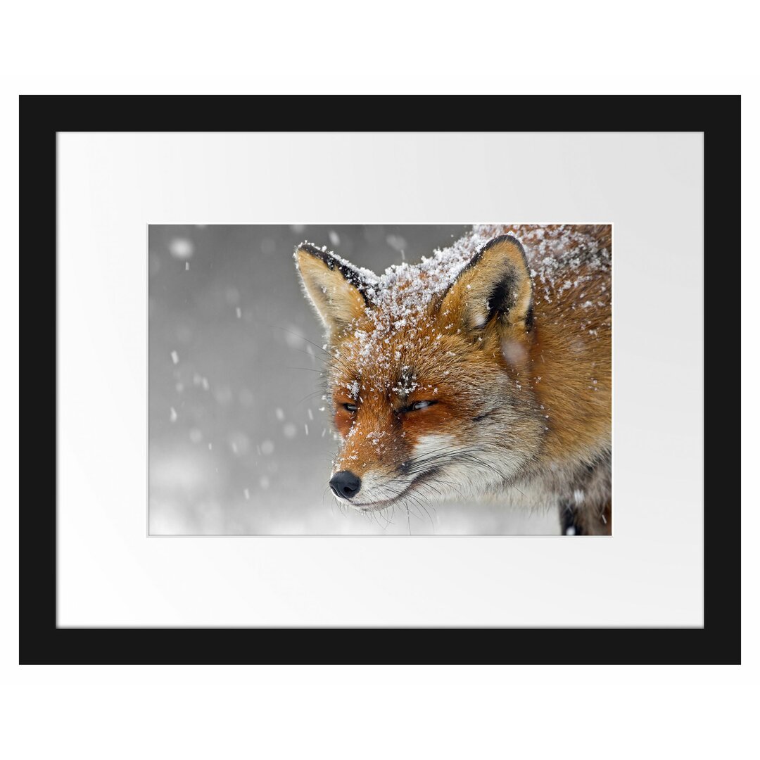 Gerahmtes Poster Wunderschöner Fuchs im Schnee