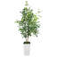 Ficus benjamin artificiel 6 pi Evergreen-1483755944