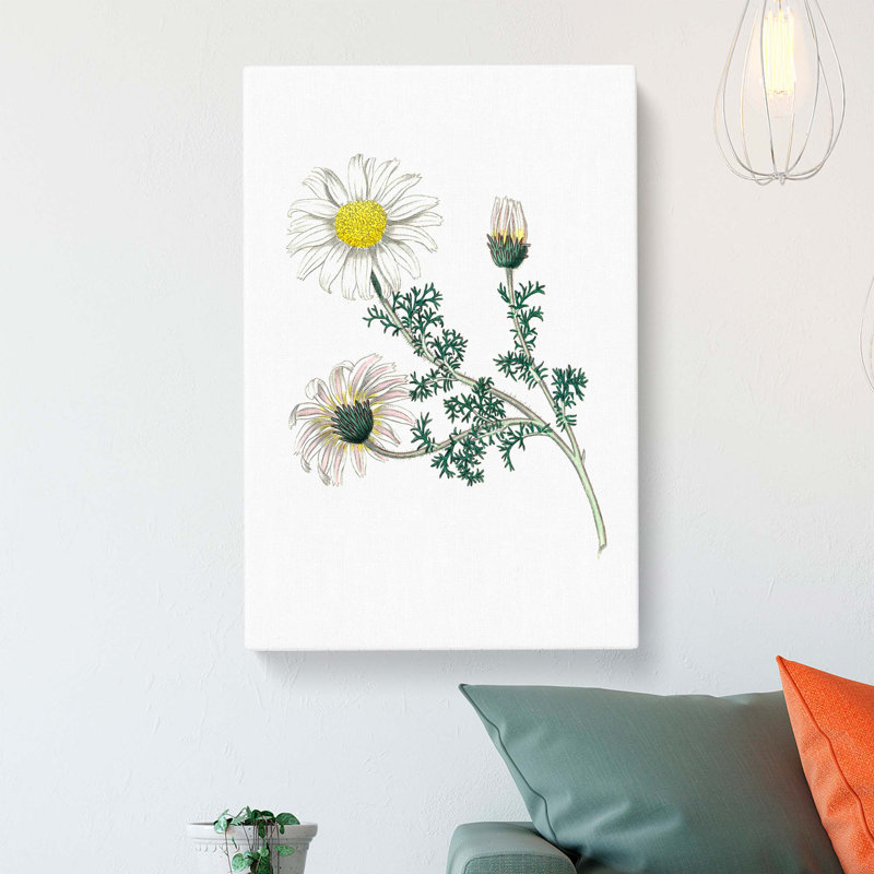 Mount Atlas Daisy Illustration - Wrapped Canvas, 50cm H x 35cm W x 3cm D